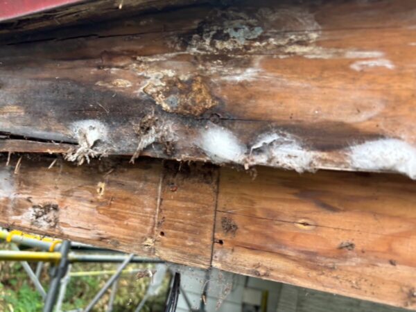 富士宮市猪之頭・カバー工法②腐食している軒天・破風の補修と屋根掃除6