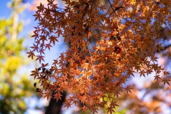 屋根塗装の最適なタイミングは?築年数や季節、劣化症状で判断